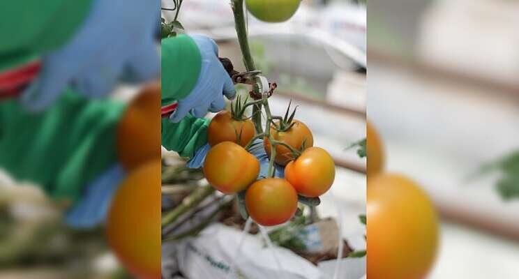 Watch out for tomato plants sold for the English market