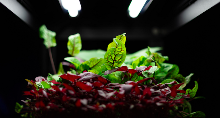 GrowUp Farms secures £100m in funding for vertical farm GrowUp Farms secures £100m in funding for vertical farm