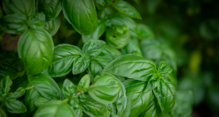 Vertical farm-adapted basil variety developed for EU market