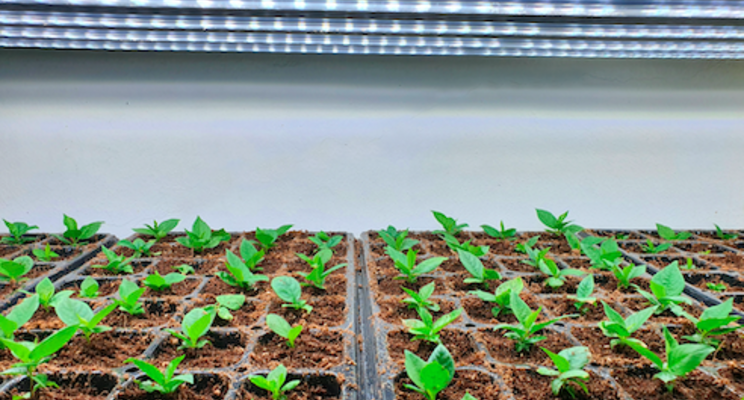 A guide to horticultural lighting A guide to horticultural lighting