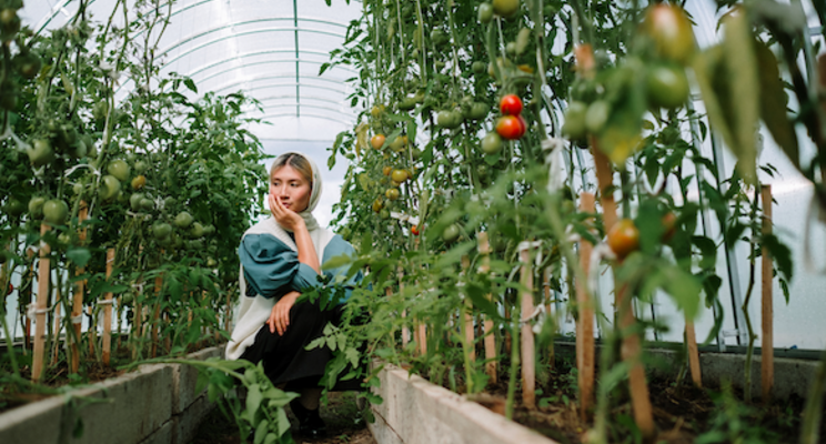 Greenhouse project in N. Korea aimed to modernise agriculture Greenhouse project in N. Korea aimed to modernise agriculture