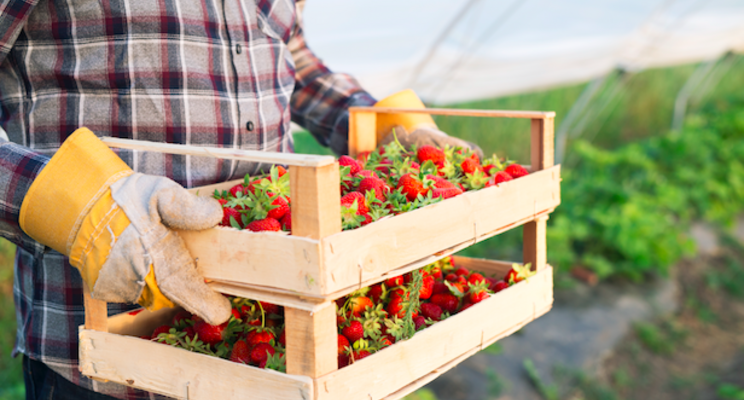 New distribution agreement for greenhouse strawberries New distribution agreement for greenhouse strawberries