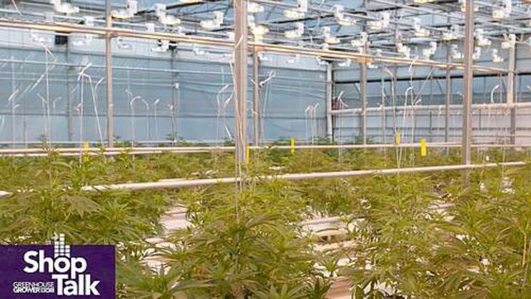 How to choose the right cannabis lighting for their facilities How to choose the right cannabis lighting for their facilities