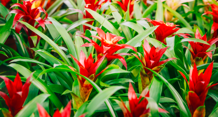 Experienced orchid grower adds new bromeliad line Experienced orchid grower adds new bromeliad line