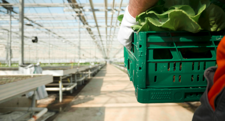 Should hydroponics be considered organic? Should hydroponics be considered organic?