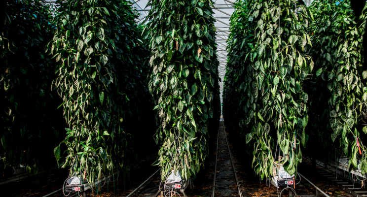 Trison Farms signs on with Sollum to expand research Trison Farms signs on with Sollum to expand research