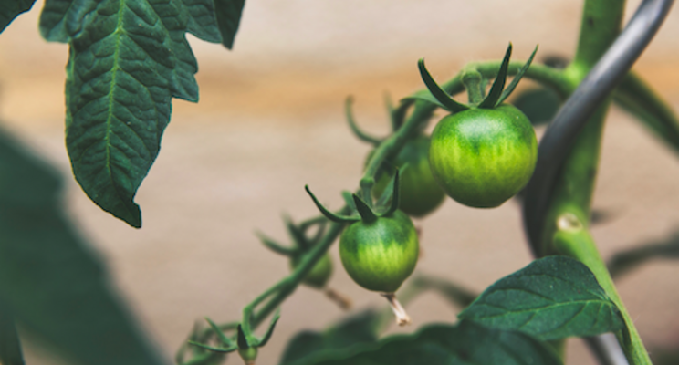 Breaking down biocontrol breakthroughs by crop Breaking down biocontrol breakthroughs by crop