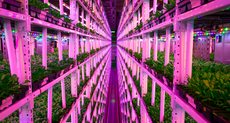 Ocado at forefront of vertical farming revolution, broker says Ocado at forefront of vertical farming revolution, broker says