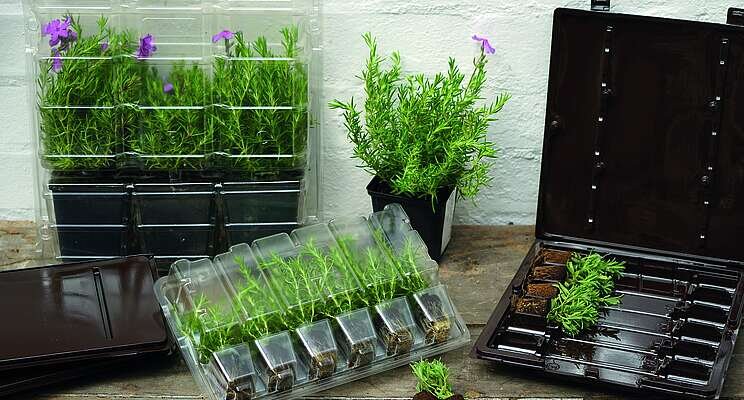 The green shoots of Spring need green packaging options The green shoots of Spring need green packaging options