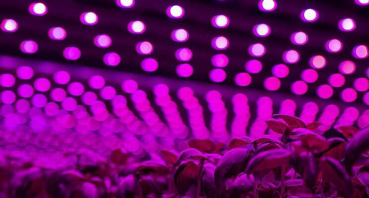 Future Crops sowing proprietary basil seeds of growth Future Crops sowing proprietary basil seeds of growth