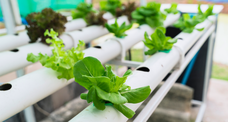 First soil-based organic indoor farm in Seattle area First soil-based organic indoor farm in Seattle area