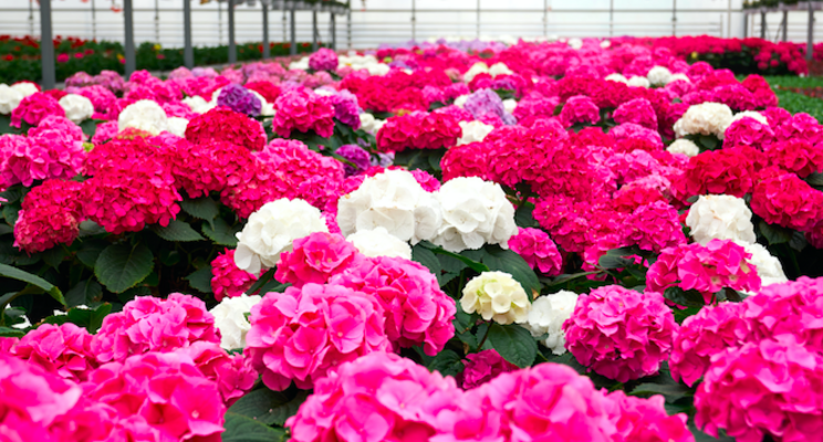 How you can save on labor with plant growth regulators How you can save on labor with plant growth regulators