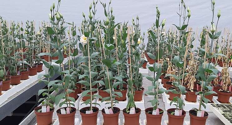Can soilborne diseases be combated with biorationals? Can soilborne diseases be combated with biorationals?