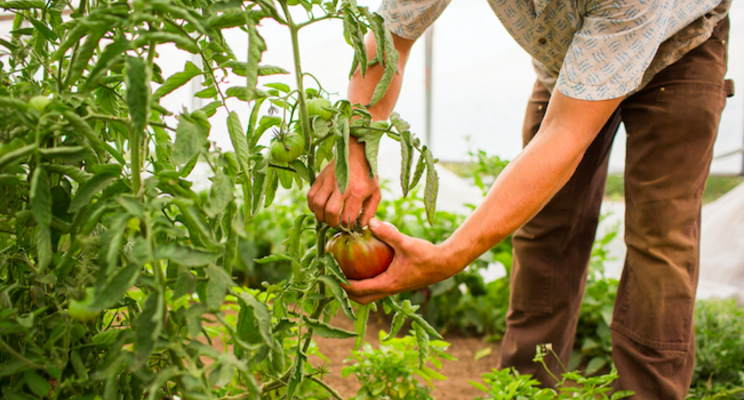 New $33M challenge to boost sustainable production New $33M challenge to boost sustainable production