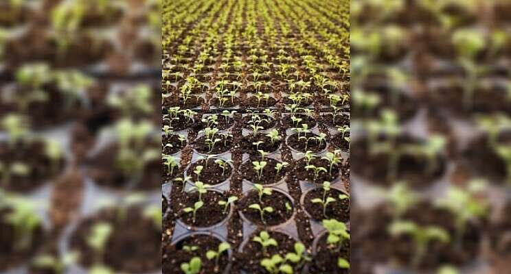 Large greenhouse complex based on hydroponic tech launched Large greenhouse complex based on hydroponic tech launched