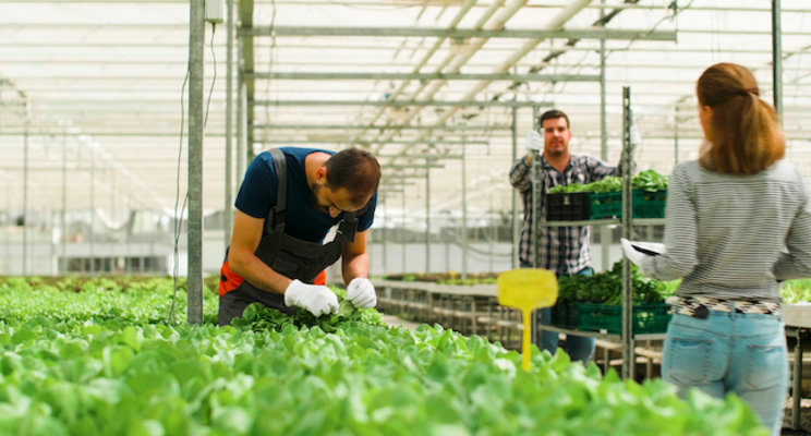 New research: Are high tunnels a profitable investment? New research: Are high tunnels a profitable investment?