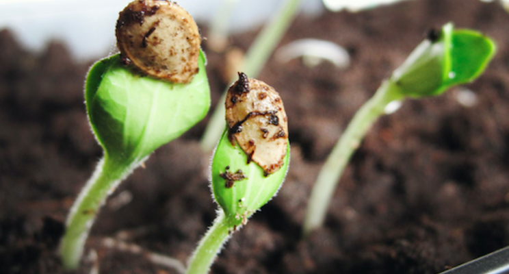 Crop protection group throws support behind current pest rules Crop protection group throws support behind current pest rules