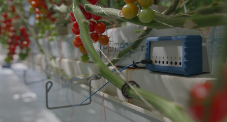 Indoor crop growing technology to be used worldwide Indoor crop growing technology to be used worldwide