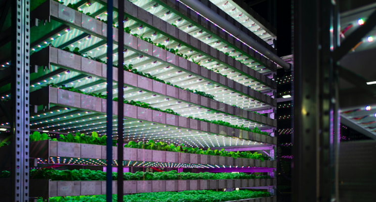 Vertical farming firm Kalera eyes SPAC deal Vertical farming firm Kalera eyes SPAC deal
