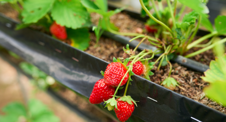 The next generation of agricultural robots The next generation of agricultural robots