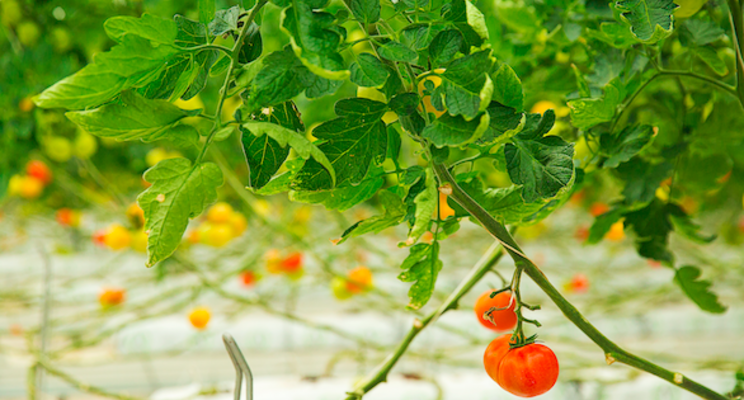 Supply chain issues hitting Canadian growers Supply chain issues hitting Canadian growers