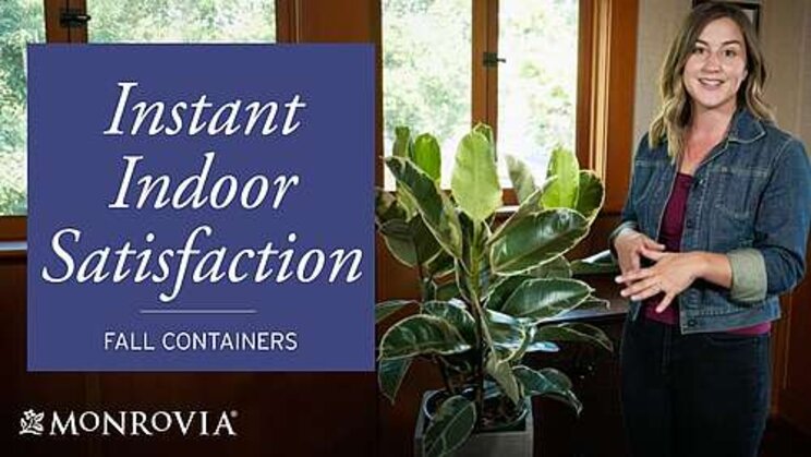 Monrovia launches trendy houseplant line Monrovia launches trendy houseplant line