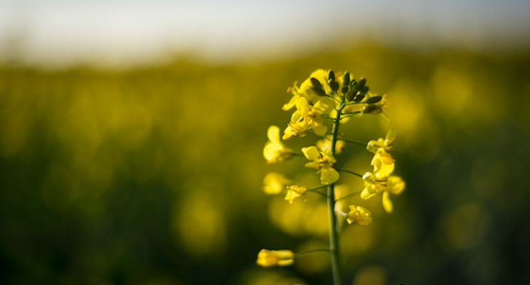 New canola type for potentially higher crop yield New canola type for potentially higher crop yield