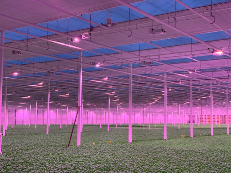 We wouldn't have made it without LED. We wouldn't have made it without LED.