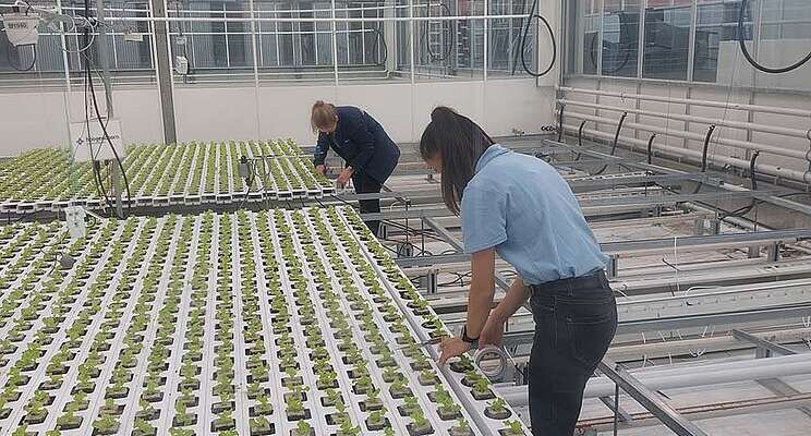 Can AI grow a lettuce autonomously? Can AI grow a lettuce autonomously?