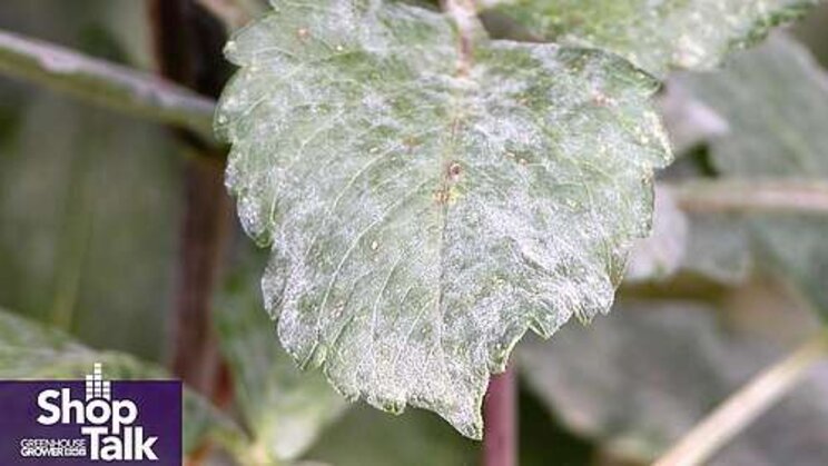 Tips to prevent the spread of powdery mildew in greenhouses Tips to prevent the spread of powdery mildew in greenhouses