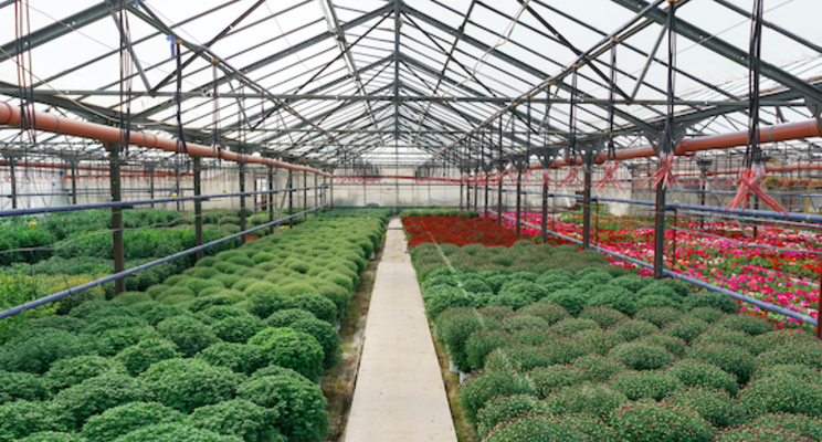 Selecta announces strategic alliance with Moraglia Selecta announces strategic alliance with Moraglia