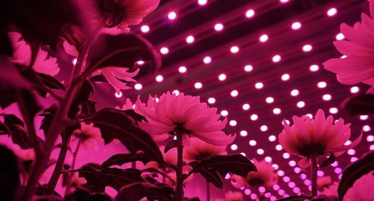 End of day far-red light increases stem length End of day far-red light increases stem length