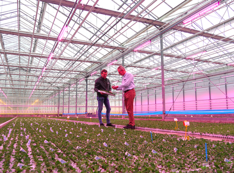 Stolze integrates full LED grow light installation at Syngenta Stolze integrates full LED grow light installation at Syngenta