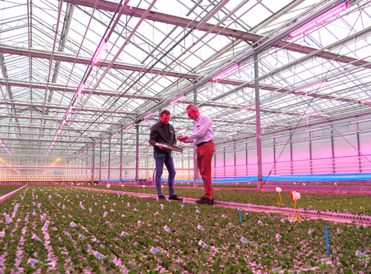 Stolze integrates full LED grow light installation at Syngenta