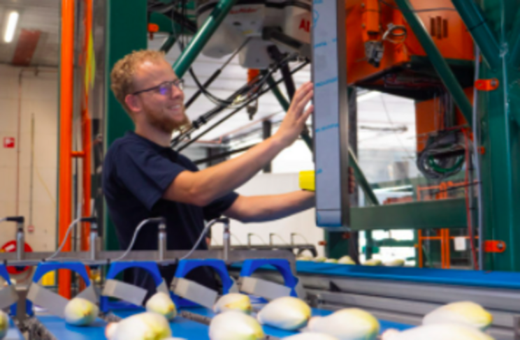 Crux Agribotics launches SortiPack Chicory Crux Agribotics launches SortiPack Chicory