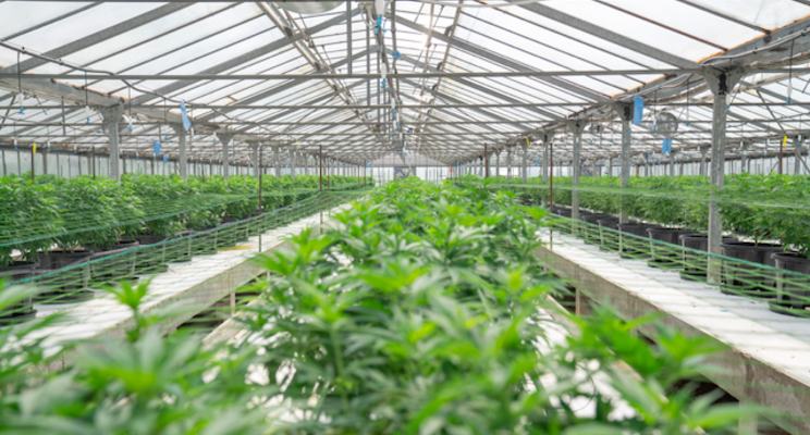 Cannabis microbusiness: Opportunity in a crowded market? Cannabis microbusiness: Opportunity in a crowded market?