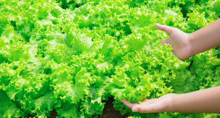 JPFA invites you to learn about client-centric plant factories JPFA invites you to learn about client-centric plant factories