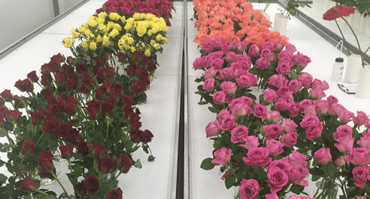 Less loss of quality during transport of roses from Kenya Less loss of quality during transport of roses from Kenya