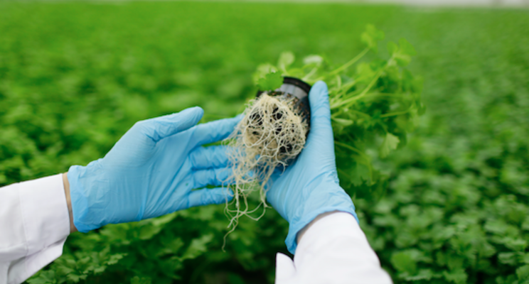Keeping tabs on diseases in hydroponic leafy greens Keeping tabs on diseases in hydroponic leafy greens