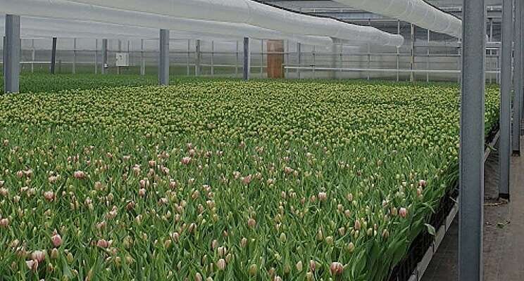 Dehumidification of greenhouses using less energy Dehumidification of greenhouses using less energy