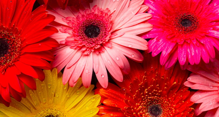 Need to add color to your plant offerings? Need to add color to your plant offerings?