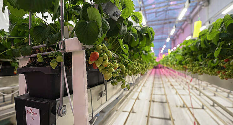 Fluence announces strawberry research results Fluence announces strawberry research results