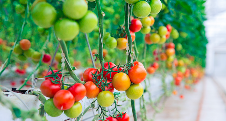 A large crop is being harvested in the greenhouse A large crop is being harvested in the greenhouse