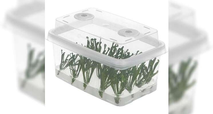 inVenti+ improves in-vitro plant cultivation inVenti+ improves in-vitro plant cultivation