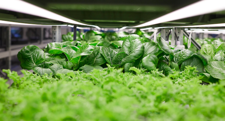 Could vertical farming be a solution for retail space? Could vertical farming be a solution for retail space?