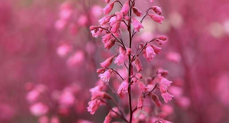 Heuchera: To seed, or not to seed Heuchera: To seed, or not to seed