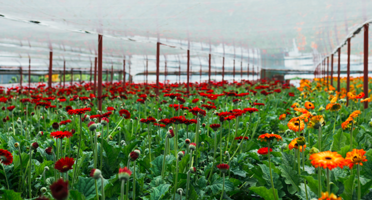 Syngenta acquires two bioinsecticides from UK Syngenta acquires two bioinsecticides from UK