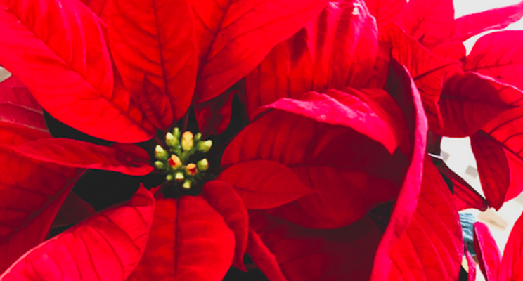 Poinsettias hit hard by whiteflies this past season Poinsettias hit hard by whiteflies this past season