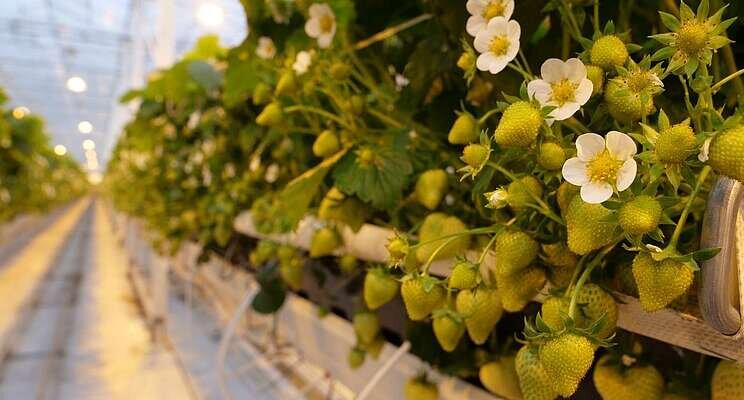 Predatory mites do a great job in lit strawberry crops Predatory mites do a great job in lit strawberry crops