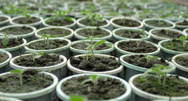 Biological control benefitting raspberry plant propagation Biological control benefitting raspberry plant propagation